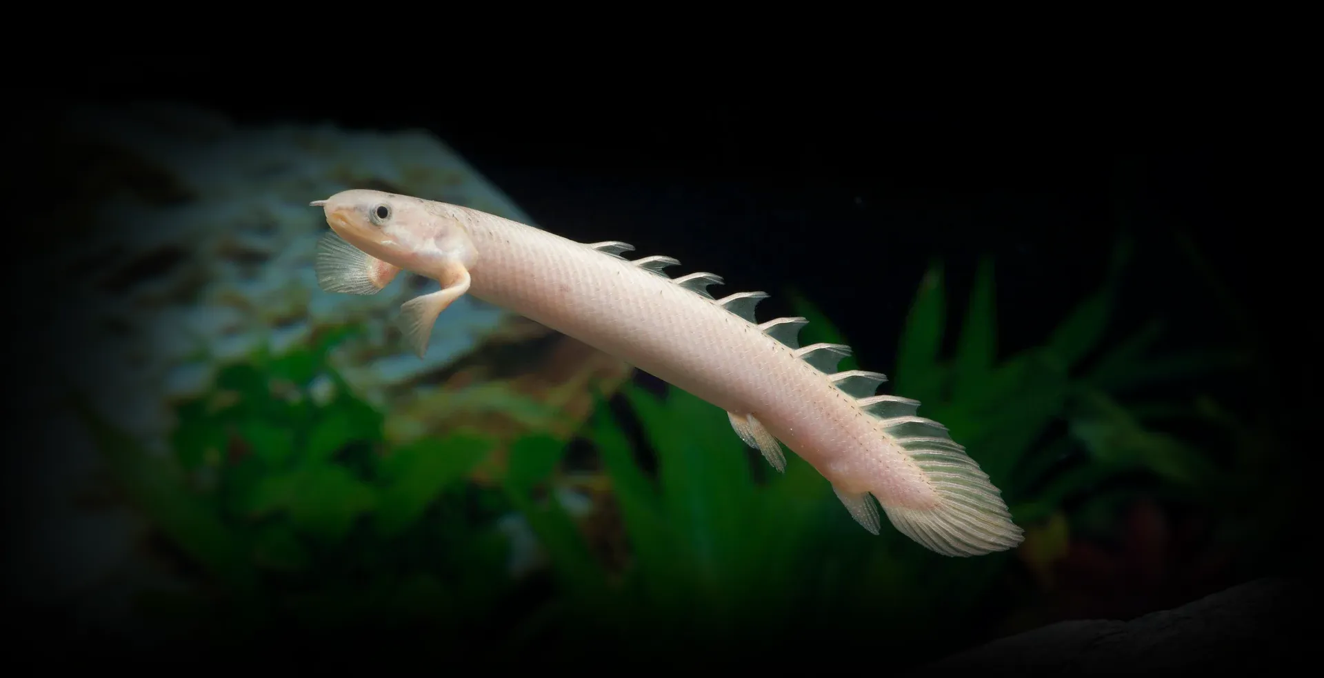 Imagem de fundo de Polypterus - Poytara